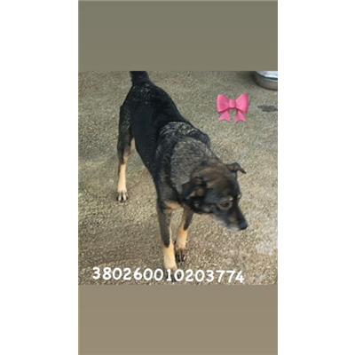 Comune di Pozzuoli - 380260010203774