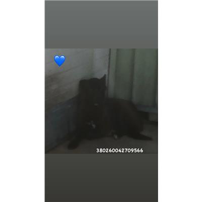 Comune di Pozzuoli - 380260042709566