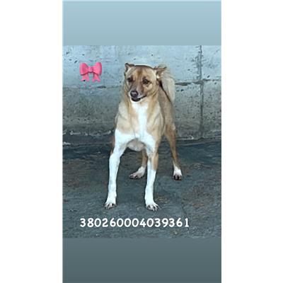 Comune di Pozzuoli - 380260004039361