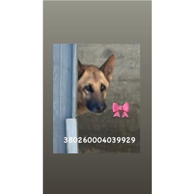 Comune di Pozzuoli - 380260004039929