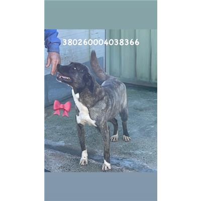 Comune di Pozzuoli - 380260004038366