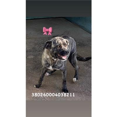 Comune di Pozzuoli - 380260004038211