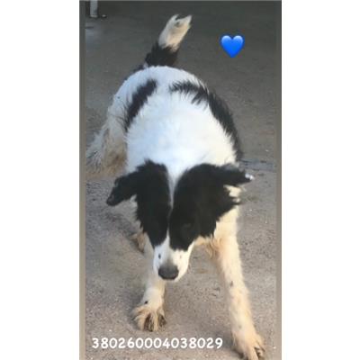 Comune di Pozzuoli - 380260004038029