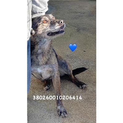 Comune di Pozzuoli - 380260010206414