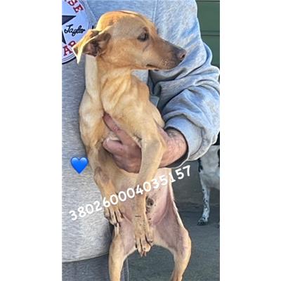 Comune di Pozzuoli - 380260004035157