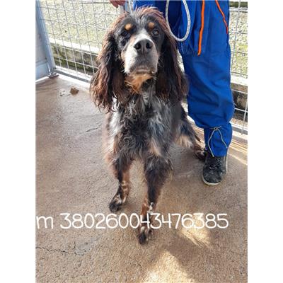 Comune di Marigliano - Cane - Microchip 380260043476385