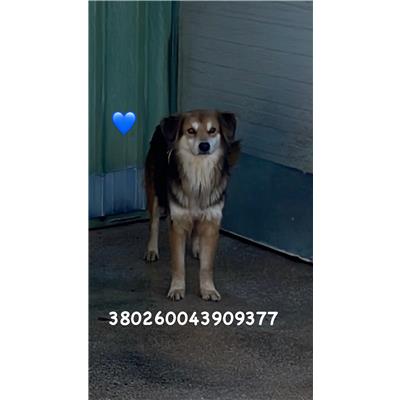 Comune di Pozzuoli - 380260043909377