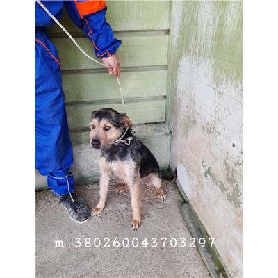 Comune di Marigliano - Cane - Microchip 380260043703297