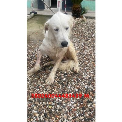 Comune di Pozzuoli - Cane - Microchip 380260044483439