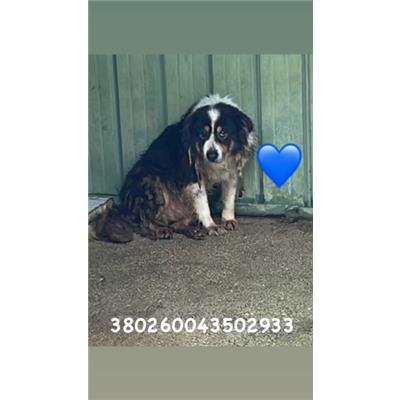CASTELLO DI CISTERNA - Cane - Microchip 380260043502933