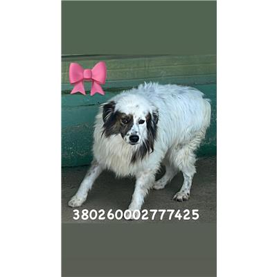 Comune di Quarto - Cane - Microchip 380260002777425