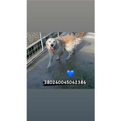 Comune di Quarto - Cane - Microchip 380260045062386