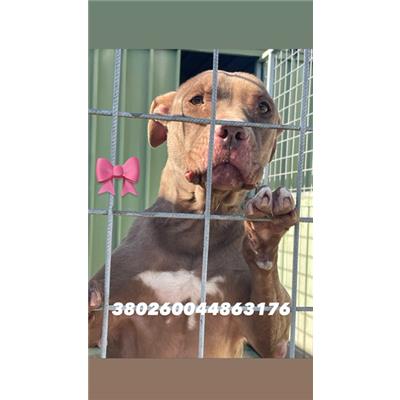 Comune di Marigliano - Cane - Microchip 380260044863176