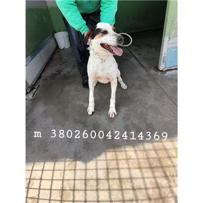 Comune di Marigliano - Cane - Microchip 380260042414369