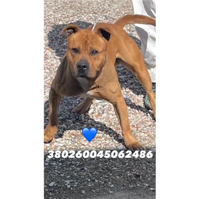 Comune di Pozzuoli - Cane - Microchip 380260045062486