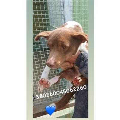 Comune di Quarto - Cane - Microchip 380260045062260