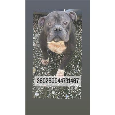 COMUNE DI NAPOLI - Cane - Microchip 380260044731467