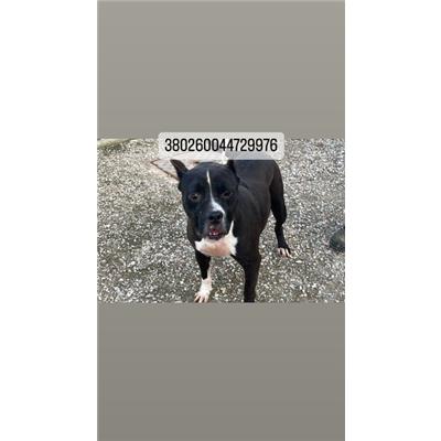 COMUNE DI NAPOLI - Cane - Microchip 380260044729976