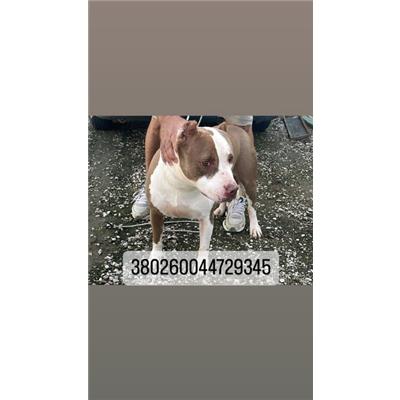 COMUNE DI NAPOLI - Cane - Microchip 380260044729345