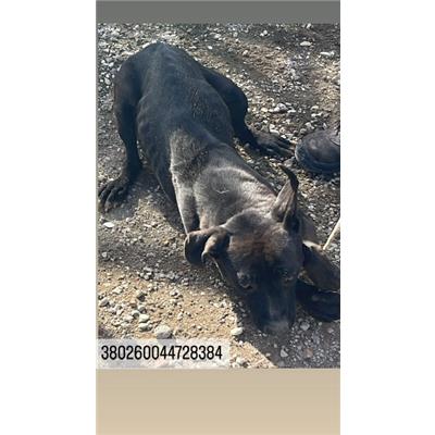 COMUNE DI NAPOLI - Cane - Microchip 380260044728384