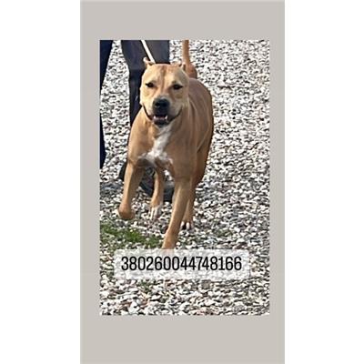 COMUNE DI NAPOLI - Cane - Microchip 380260044748166