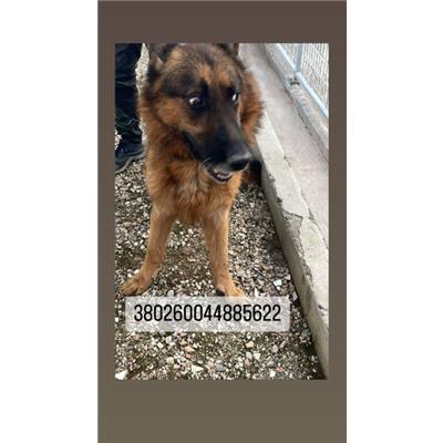 COMUNE DI NAPOLI - Cane - Microchip 380260044885622
