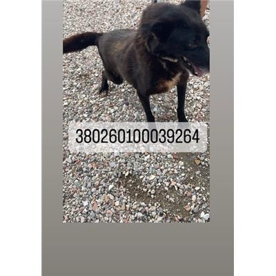 COMUNE DI NAPOLI - Cane - Microchip 380260100039264