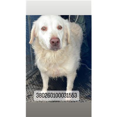 COMUNE DI NAPOLI - Cane - Microchip 380260100031553