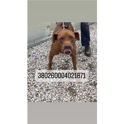 COMUNE DI NAPOLI - Cane - Microchip 380260004021871