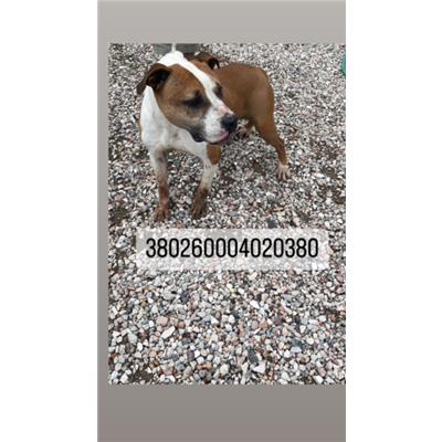 COMUNE DI NAPOLI - Cane - Microchip 380260004020380