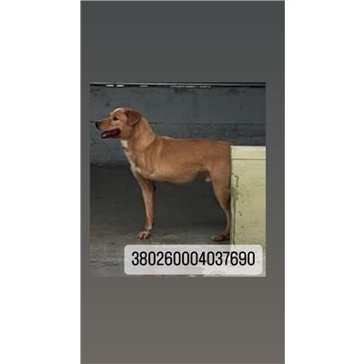 COMUNE DI NAPOLI - Cane - Microchip 380260004037690