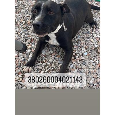 COMUNE DI NAPOLI - Cane - Microchip 380260004021143