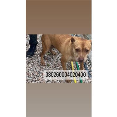 COMUNE DI NAPOLI - Cane - Microchip 380260004020400