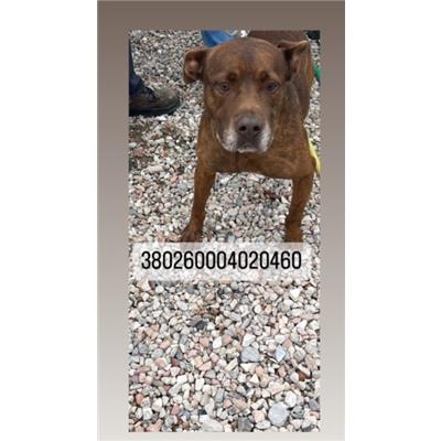 COMUNE DI NAPOLI - Cane - Microchip 380260004020460