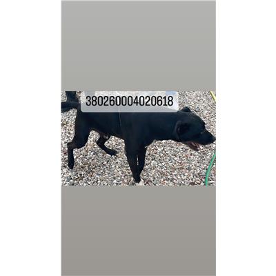 COMUNE DI NAPOLI - Cane - Microchip 380260004020618