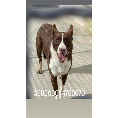 COMUNE DI NAPOLI - Cane - Microchip 380260044783070