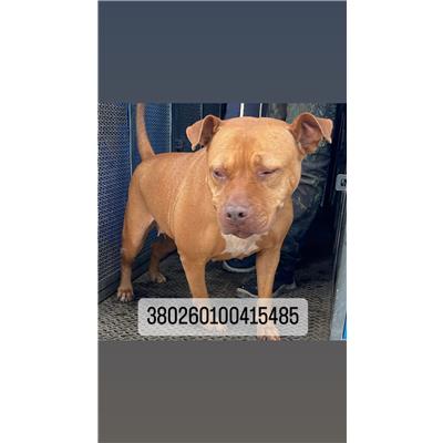 COMUNE DI NAPOLI - Cane - Microchip 380260100415485