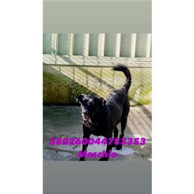 CASTELLAMMARE DI STABIA  - Cane - Microchip 380260044783353