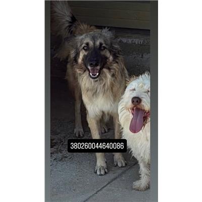 Comune di Quarto - Cane - Microchip 380260044640086