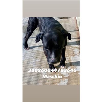 CASTELLAMMARE DI STABIA  - Cane - Microchip 380260044783646