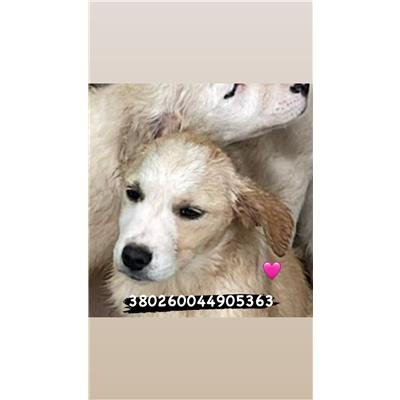 Comune di Marigliano - Cane - Microchip 380260044905363