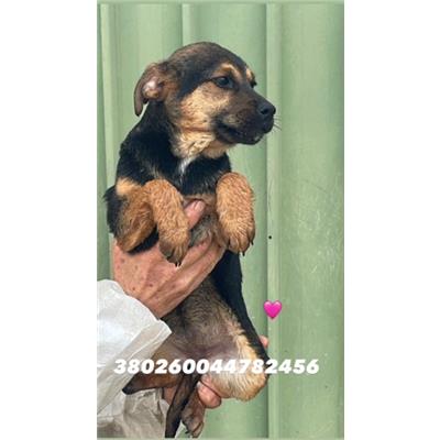 Comune di Marigliano - Cane - Microchip 380260044782456