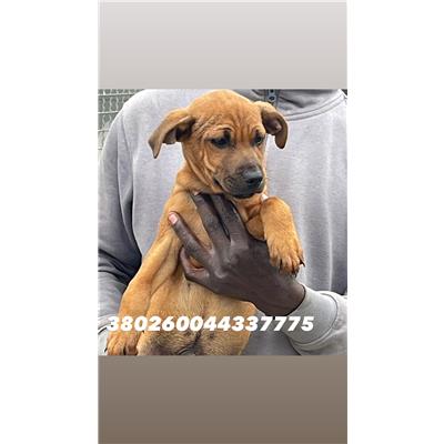 Comune di Quarto - Cane - Microchip 380260044337775