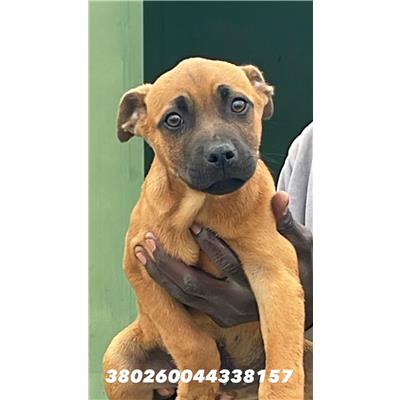 Comune di Quarto - Cane - Microchip 380260044338157