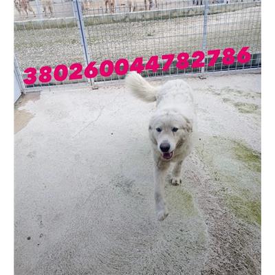 CASTELLO DI CISTERNA - Cane - Microchip 380260044782786
