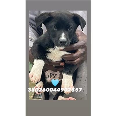 CASTELLO DI CISTERNA - Cane - Microchip 380260044902857