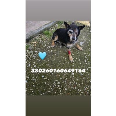 Comune di Quarto - Cane - Microchip 380260160649164