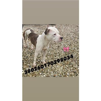 COMUNE DI NAPOLI - Cane - Microchip 380260170298034