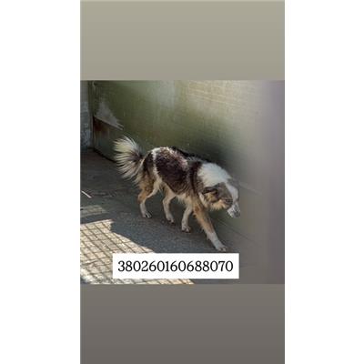 Comune di Quarto - Cane - Microchip 380260160688070