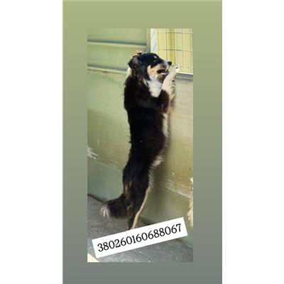 Comune di Quarto - Cane - Microchip 380260160688067